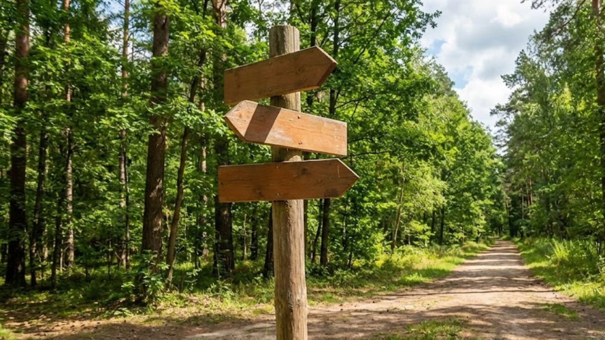 A rustic wooden signpost with blank arrows standing at the start of a clear, sunlit walking path lined with lush green trees.