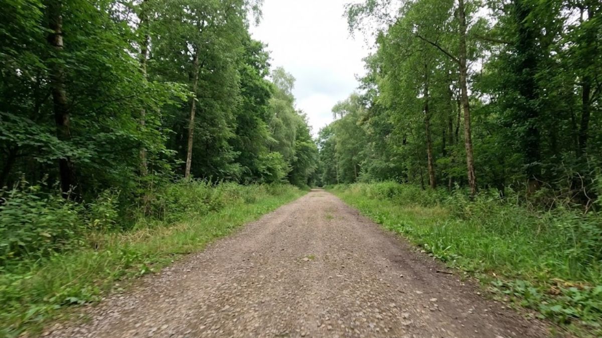 A peaceful woodland path representing outdoor exercise.